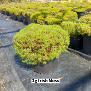 October 2022 2g Irish Moss